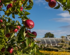 Helmsley Walled Garden Helmsley Walled Garden
